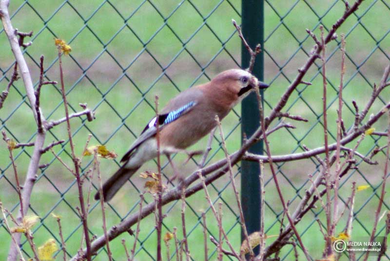 sójka (zwyczajna) (Garrulus glandarius)