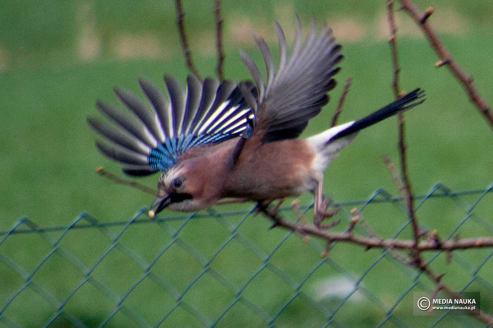 sójka (zwyczajna) (Garrulus glandarius)