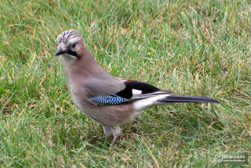 sójka (zwyczajna) (Garrulus glandarius)