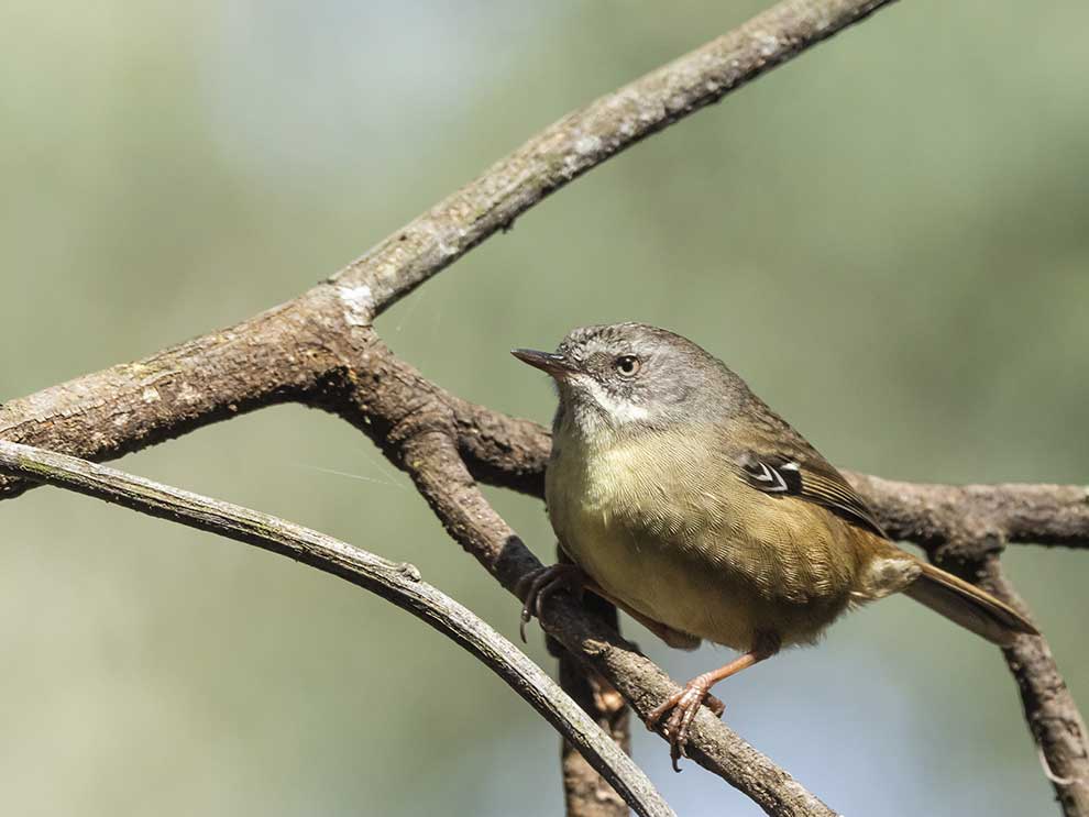 solnik białobrewy (Sericornis frontalis)