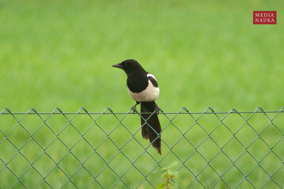 sroka (zwyczajna) (Pica pica)