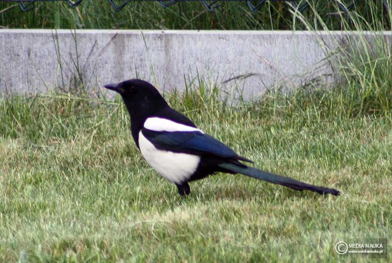 sroka (zwyczajna) (Pica pica)