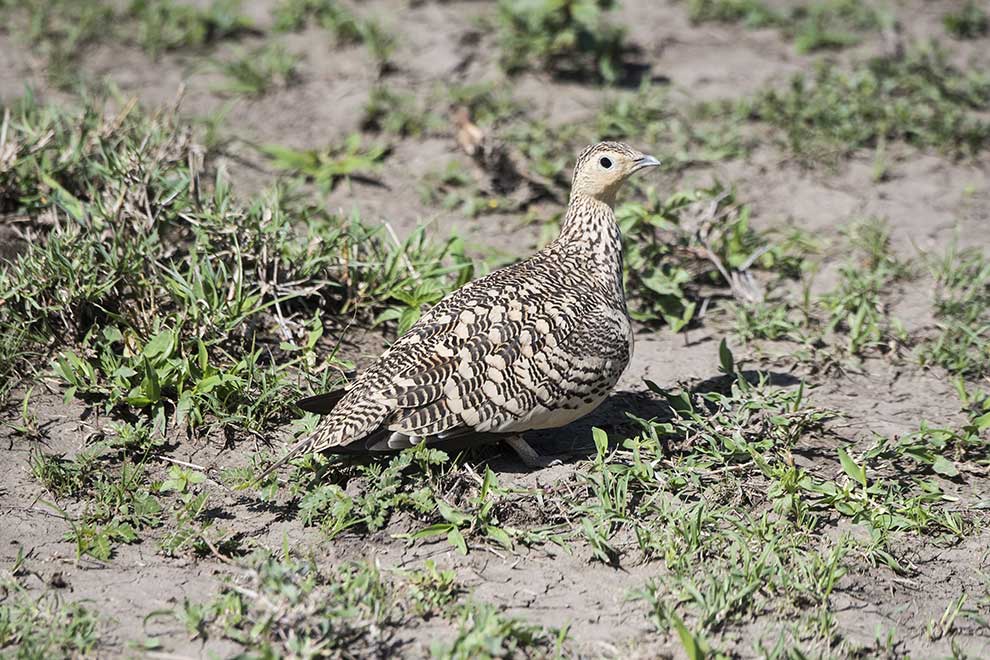 stepówka żółtogardła (Pterocles gutturalis)