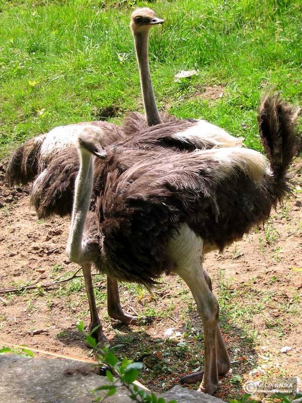 struś czerwonoskóry (Struthio camelus)