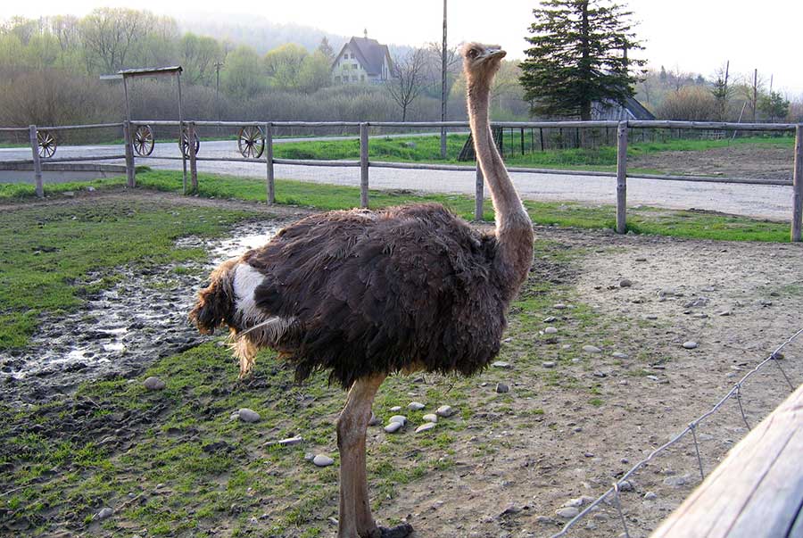 struś czerwonoskóry (Struthio camelus)