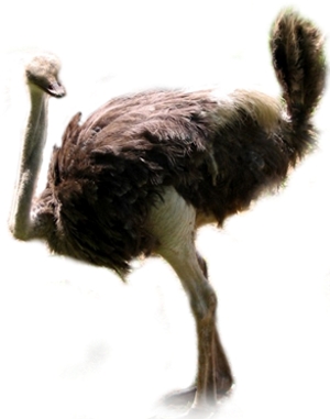 struś czerwonoskóry (Struthio camelus)