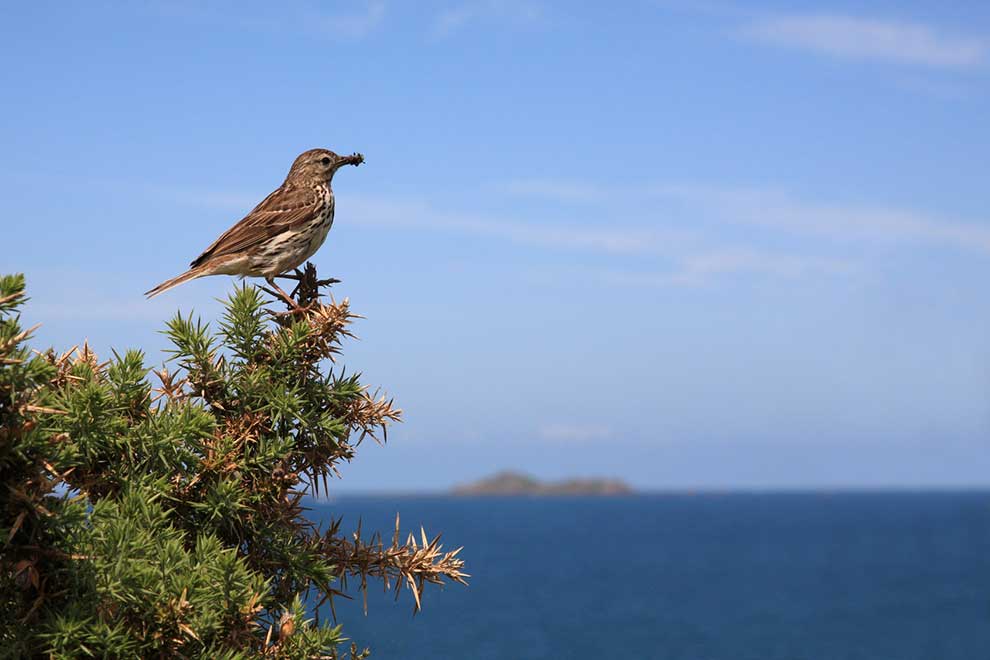 świergotek drzewny (Anthus trivialis)
