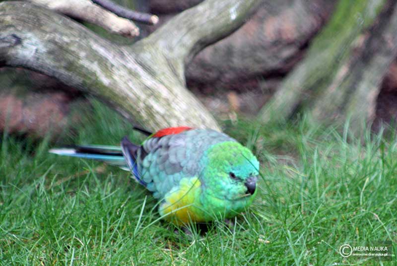 świergotka seledynowa (Psephotus haematonotus)