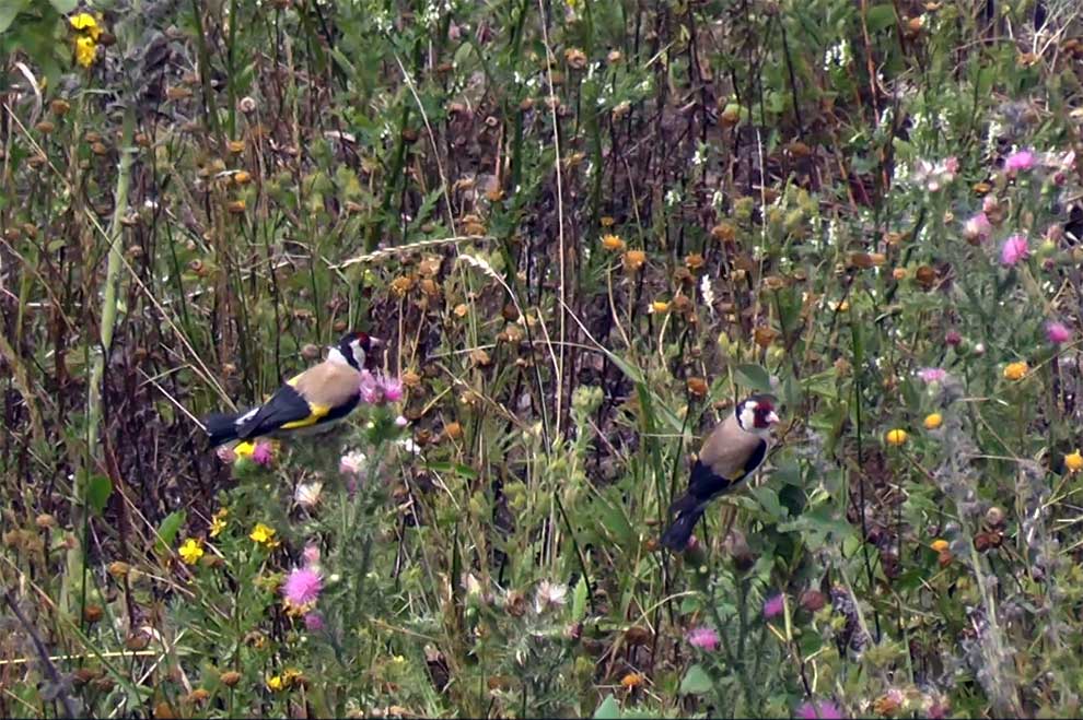 szczygieł (Carduelis carduelis)