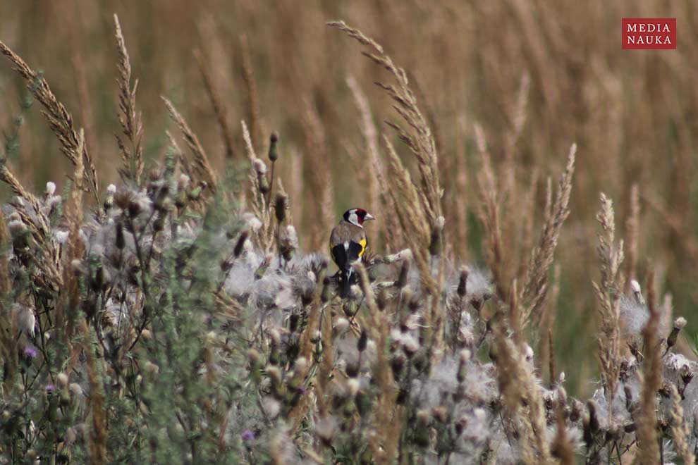 szczygieł (Carduelis carduelis)