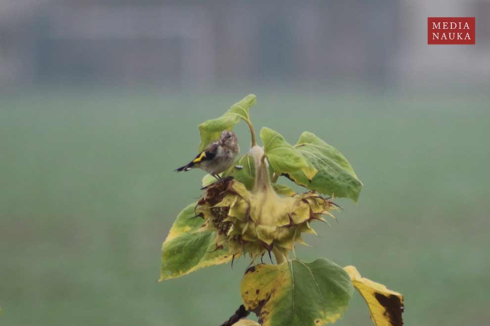 szczygieł (Carduelis carduelis)