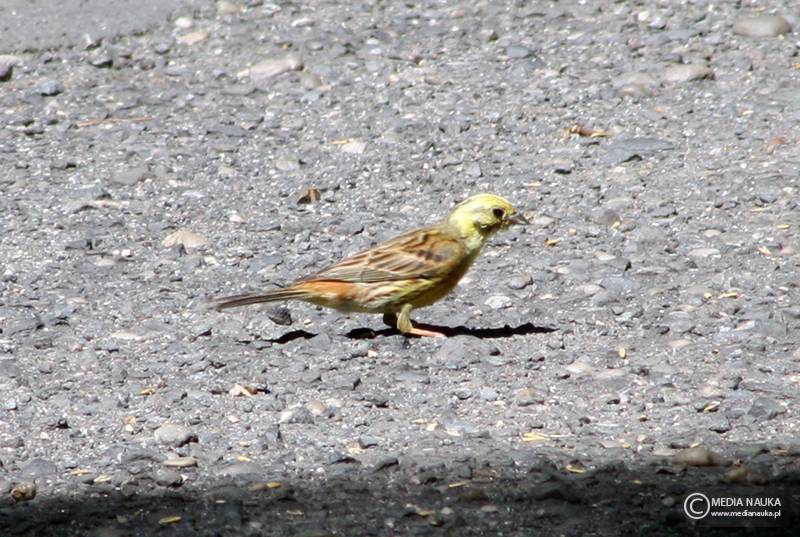 trznadel (Emberiza citrinella)