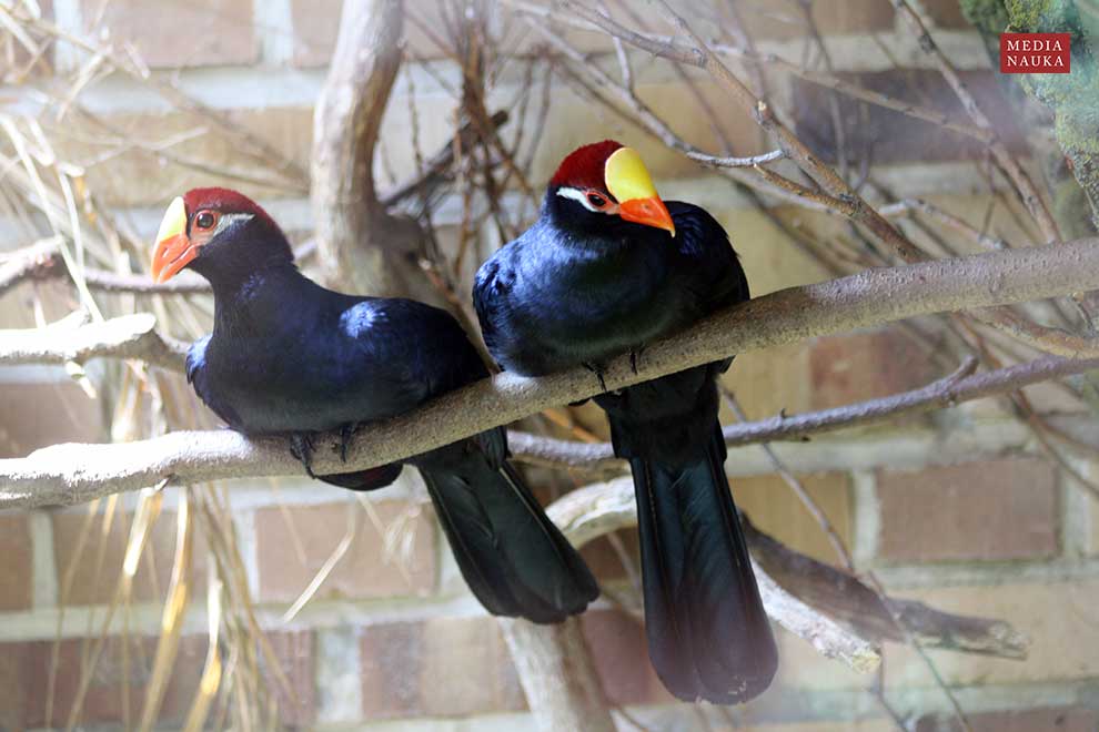 turak fioletowy (Tauraco violaceus)