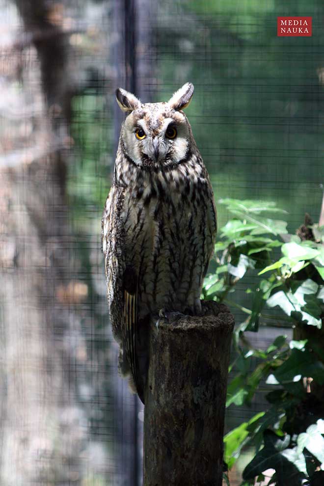 uszatka (zwyczajna) (Asio otus)