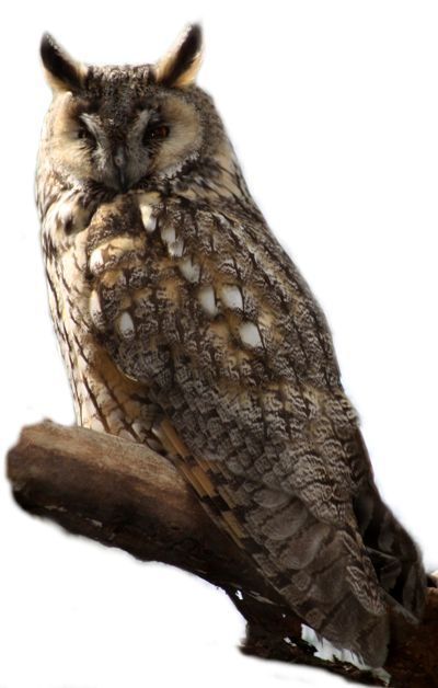 uszatka (zwyczajna) (Asio otus)