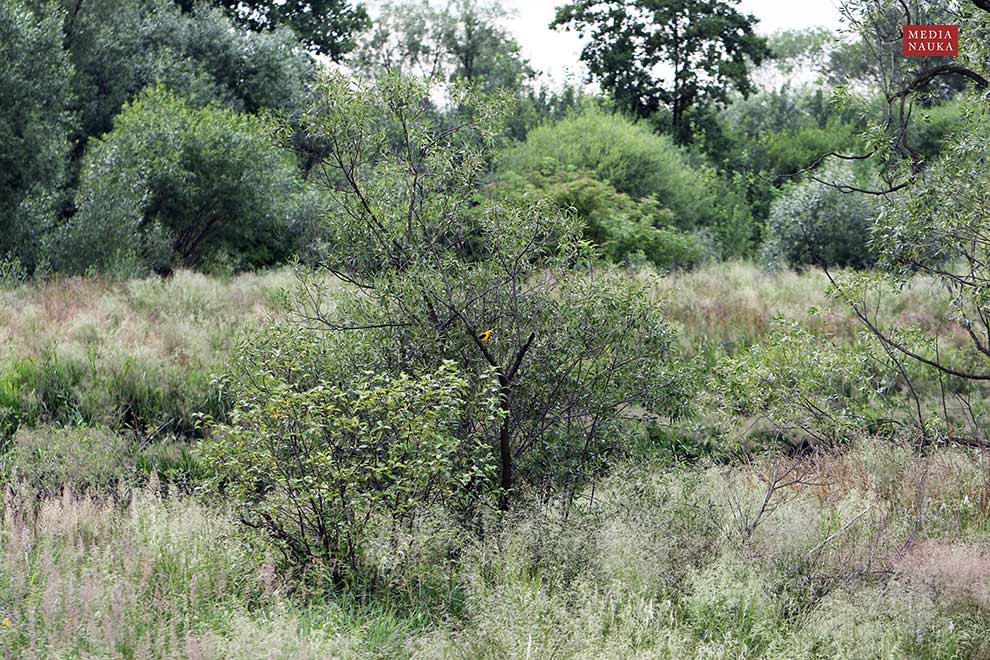 wilga (zwyczajna) (Oriolus oriolus)