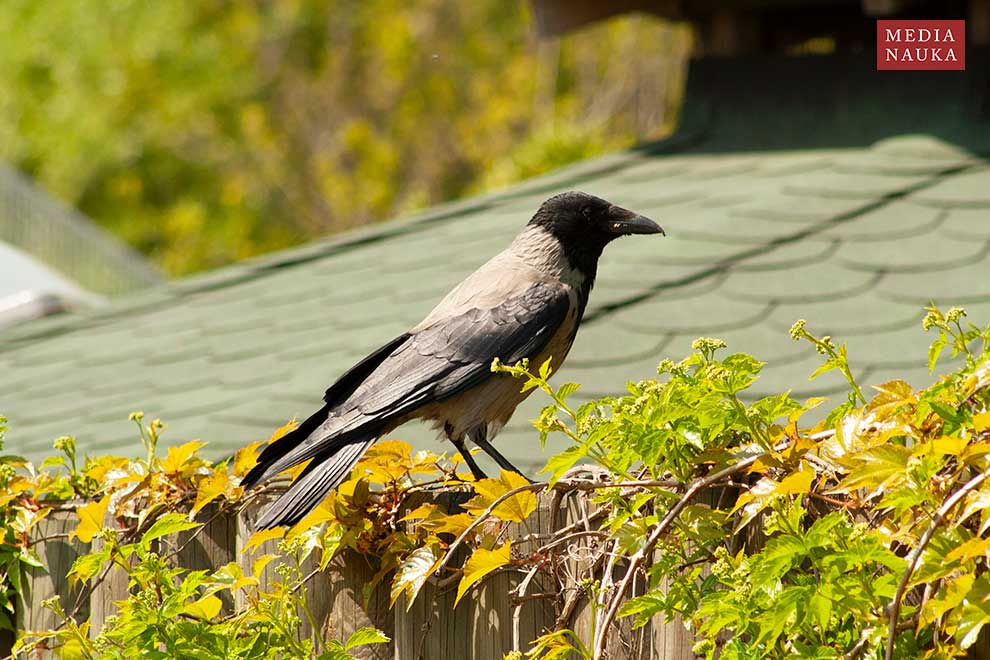 wrona siwa (Corvus corone)