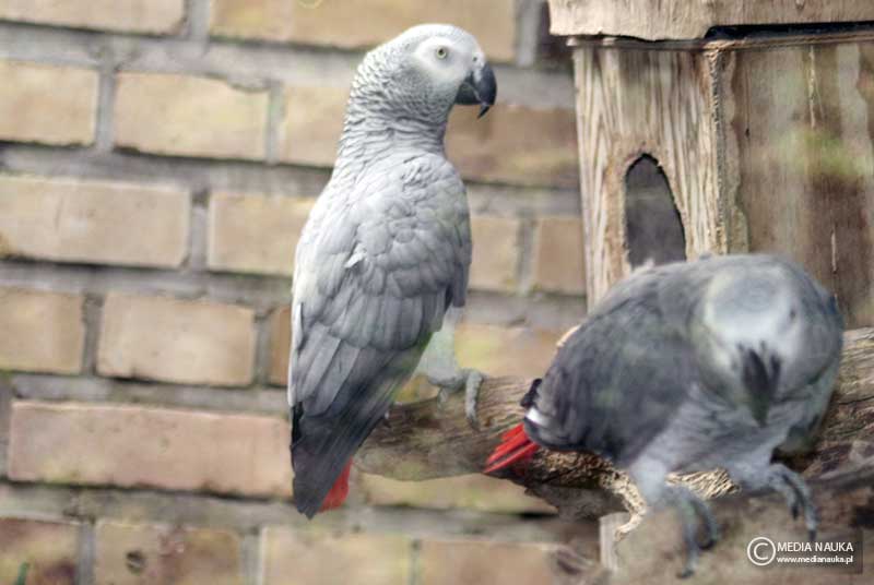 żako (Psittacus erithacus)