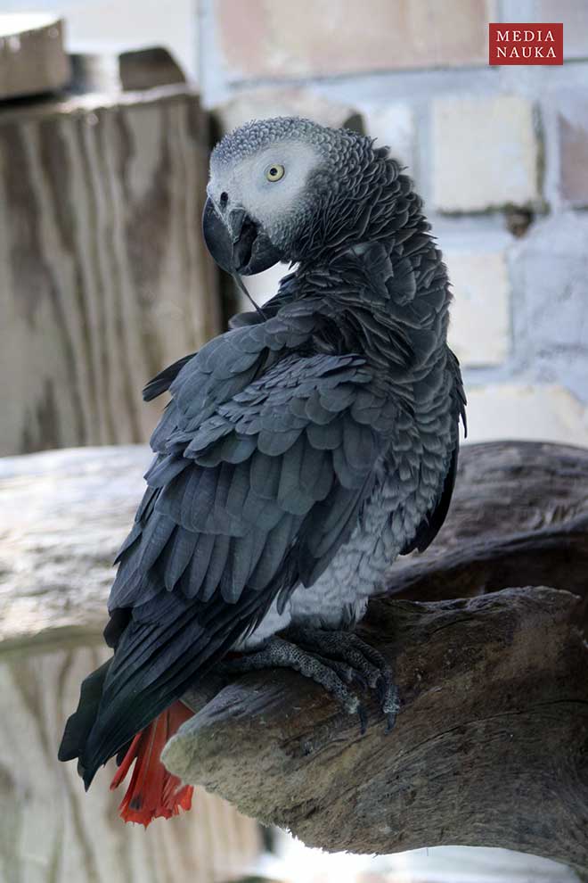 żako (Psittacus erithacus)
