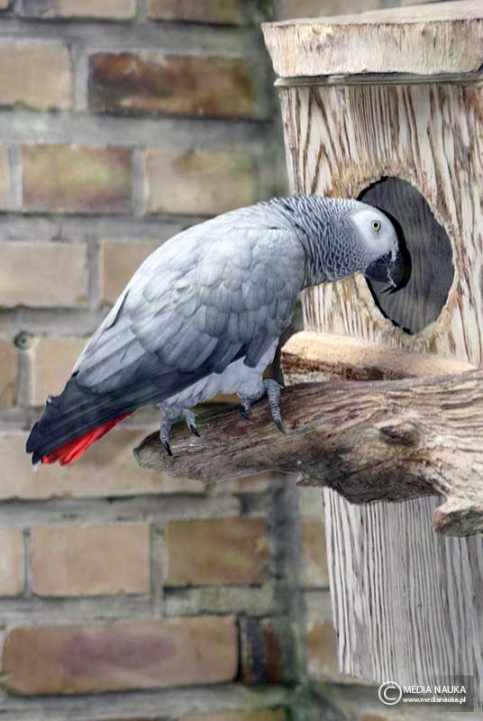 żako (Psittacus erithacus)