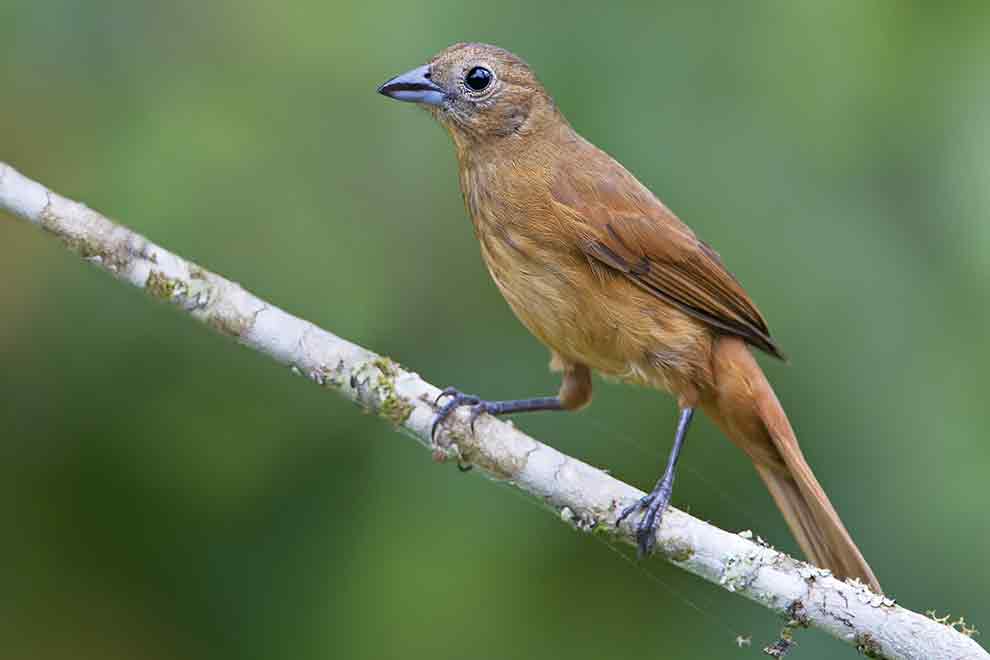 żałobnik koroniasty (Tachyphonus coronatus)