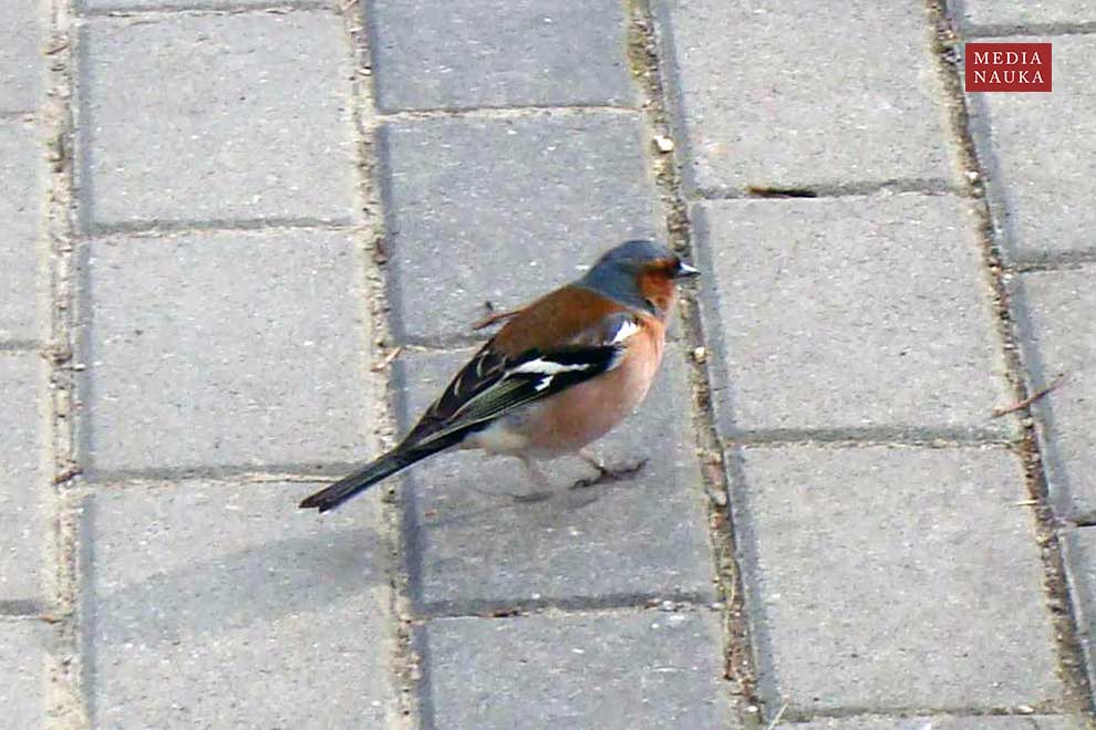 zięba (zwyczajna) (Fringilla coelebs)
