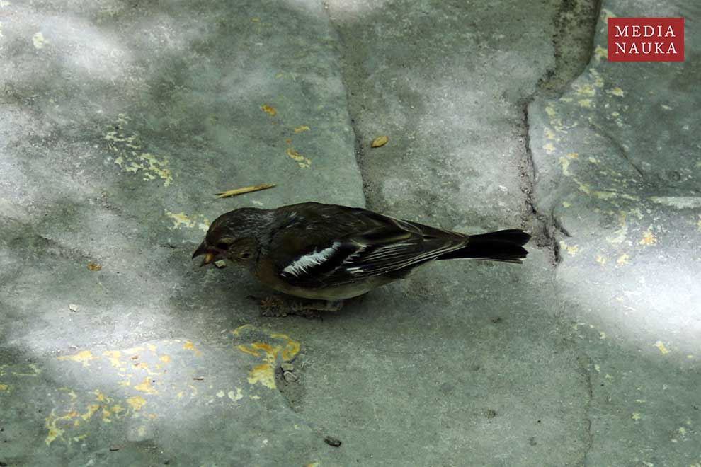zięba (zwyczajna) (Fringilla coelebs)