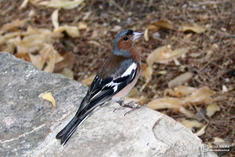 zięba (zwyczajna) (Fringilla coelebs)