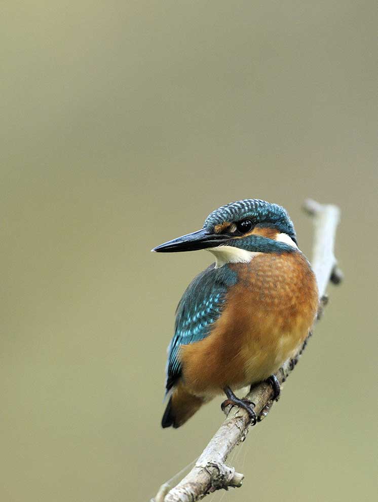 zimorodek (zwyczajny) (Alcedo atthis)