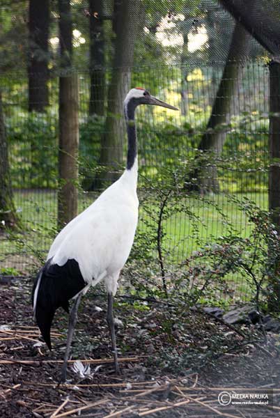 żuraw mandżurski (Grus japonensis)