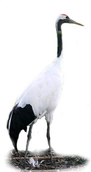 żuraw mandżurski (Grus japonensis)