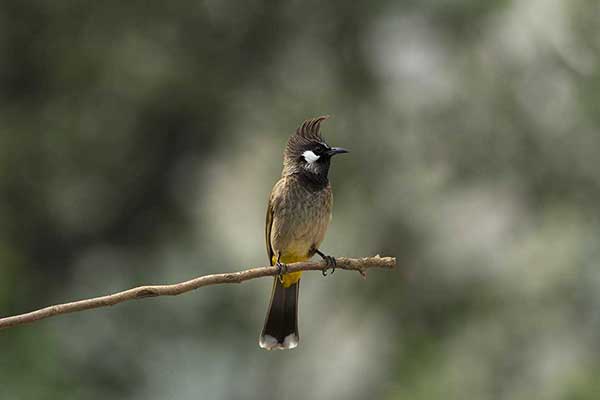 Bilbil białolicy (Pycnonotus leucogenys)