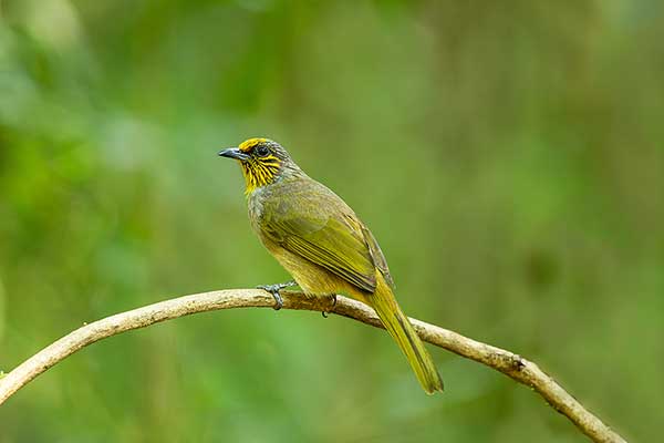 Bilbil złotolicy (Pycnonotus finlaysoni)