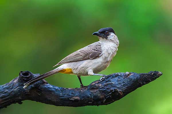 Bilbil złotoplamy (Pycnonotus aurigaster)