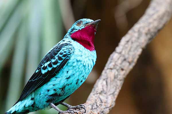 Bławatnik kajeński (Cotinga cayana)