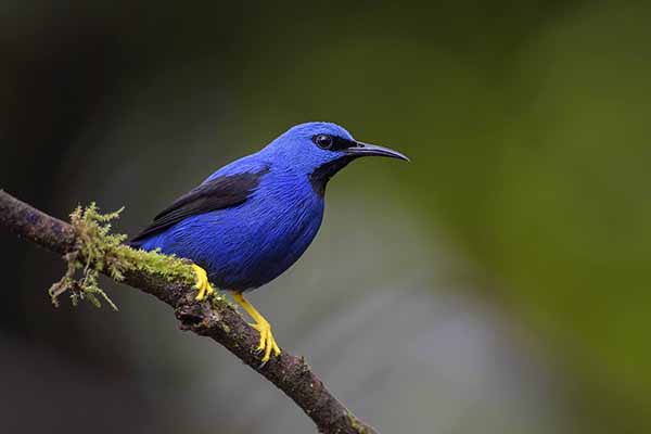 Błękitniczek lśniący (Cyanerpes lucidus)