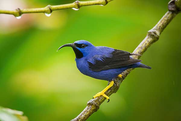 Błękitniczek purpurowy (Cyanerpes caeruleus)