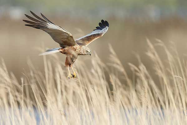 Błotniak stawowy (Circus aeruginosus)