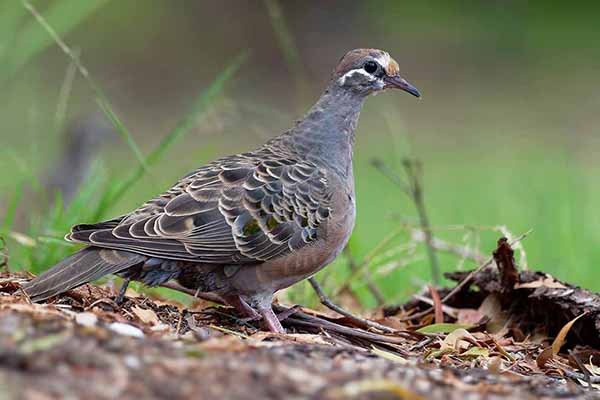 Błyskolotka białogardła (Phaps chalcoptera)