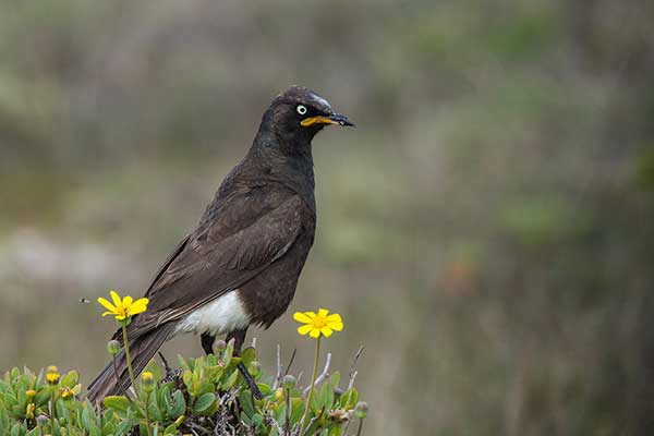 Błyszczak brunatny (Lamprotornis bicolor)