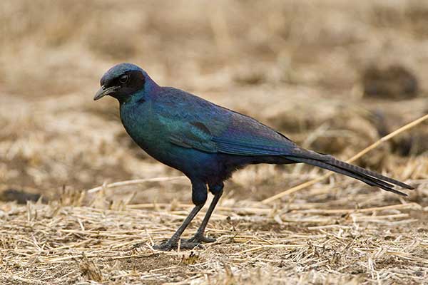 Błyszczak krępy (Lamprotornis australis)