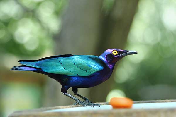 Błyszczak purpurowy (Lamprotornis purpureus)