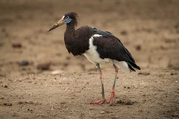 Bocian białobrzuchy (Ciconia abdimii)