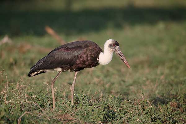 Bocian białoszyi (Ciconia episcopus)