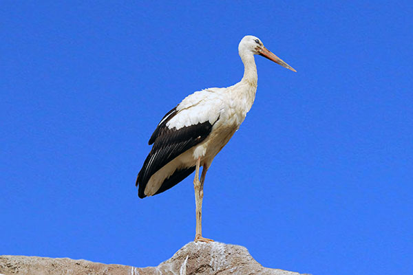 Bocian biały (Ciconia ciconia)