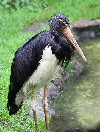 Bocian czarny (Ciconia nigra)