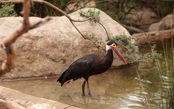 Bocian garbaty (Ciconia stormi)