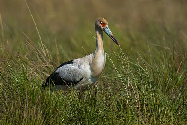 Bocian sinodzioby (Ciconia maguari)