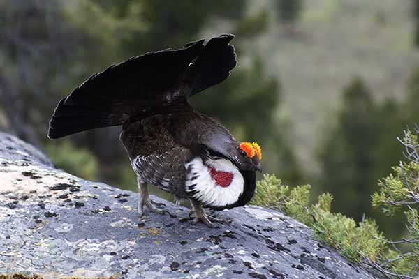 Borowiak złotobrewy (Dendragapus obscurus)