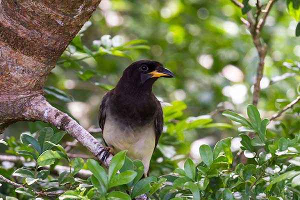 Brązowronka (Cyanocorax morio)